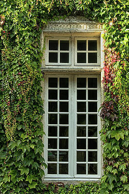 Wall Art featuring the photograph Window And Ivy by Lisa Chorny