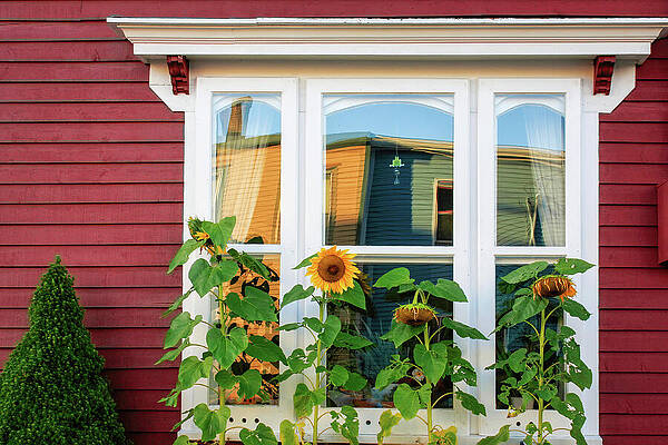 Wall Art featuring the photograph Window And Sunflowers, St.John's, Newfoundland by Tatiana Travelways