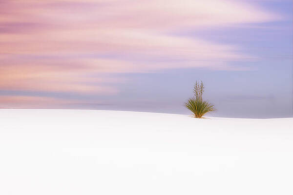 Desert Serenity at Sunset Wall Art