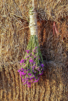 Mexico Photograph - Wine Country Bouquet by William Scott Koenig