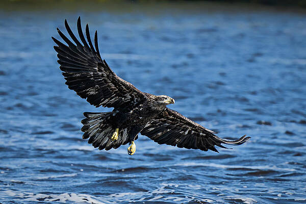 Beautiful Wall Art featuring the photograph Wing Tips by James Overesch
