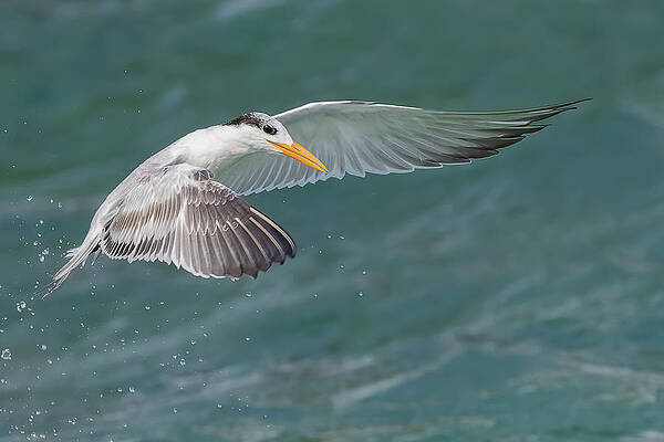 Florida Photograph - Winged Royalty by RD Allen