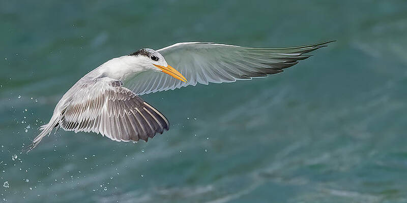 Florida Photograph - Winged Royalty V2 by RD Allen