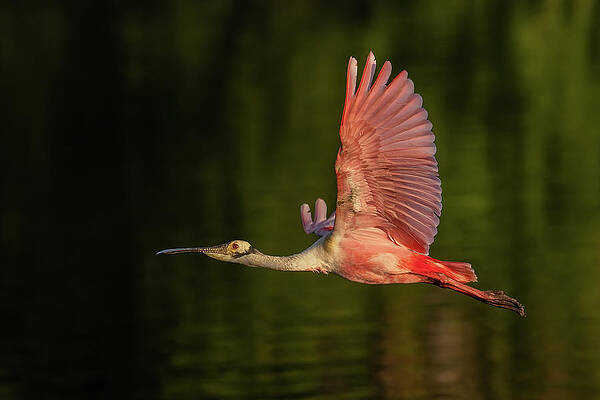 Feather Photograph - Wingin It by RD Allen