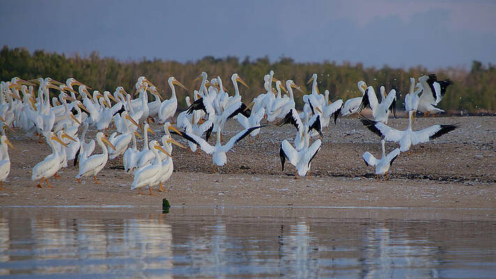 Florida Wall Art featuring the photograph Wings by Alberto Audisio