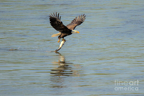 Wall Art featuring the photograph Wings Out Fish Caught by Adam Jewell