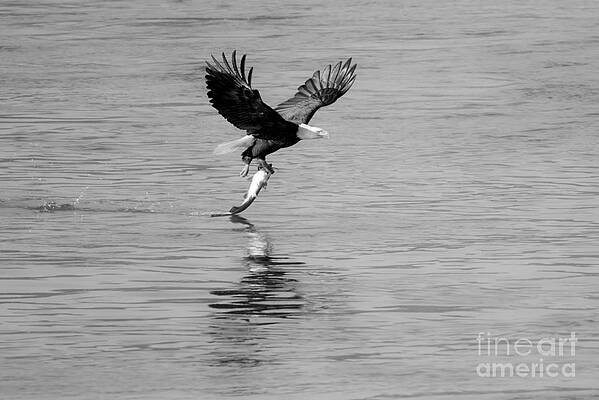 Wall Art featuring the photograph Wings Out Fish Caught Black And White by Adam Jewell