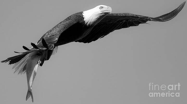 Wall Art featuring the photograph Wings Out With A Fresh Fish Black And White by Adam Jewell