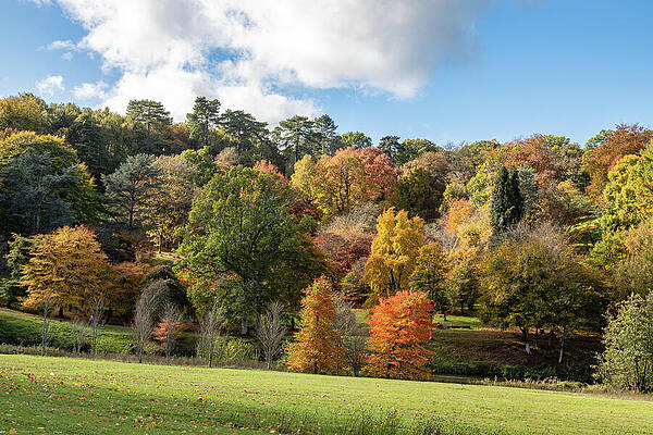 Autumn Forest Landscape Wall Art