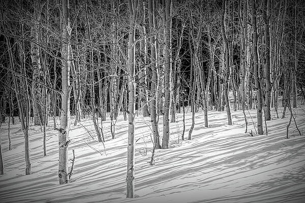 Colorado Photograph - Winter Aspen Patterns by Douglas Wielfaert