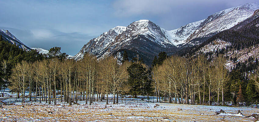 Colorado Photograph - Winter Aspens by Douglas Wielfaert