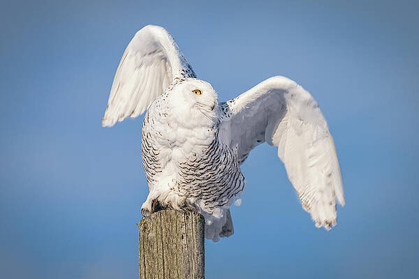 Country Wall Art featuring the photograph Winter Beauty by James Overesch