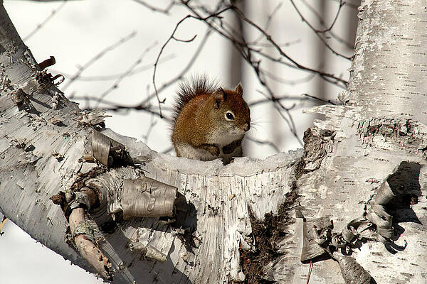 Winter Wall Art featuring the photograph Winter Birch Squirrel by Vi Ray
