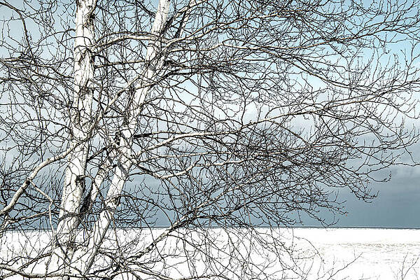 Winter Wall Art featuring the photograph Winter Birch by Vi Ray