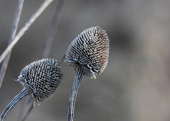 Photograph - Winter Coneflowers by Decoris Art