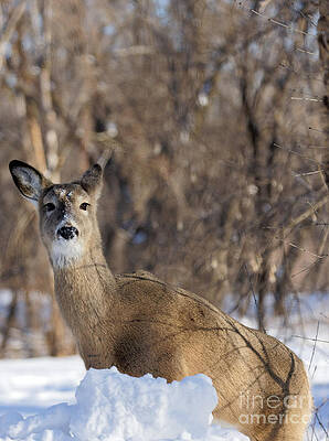 Winter Photograph - Winter Doe 2 by Natural Focal Point Photography