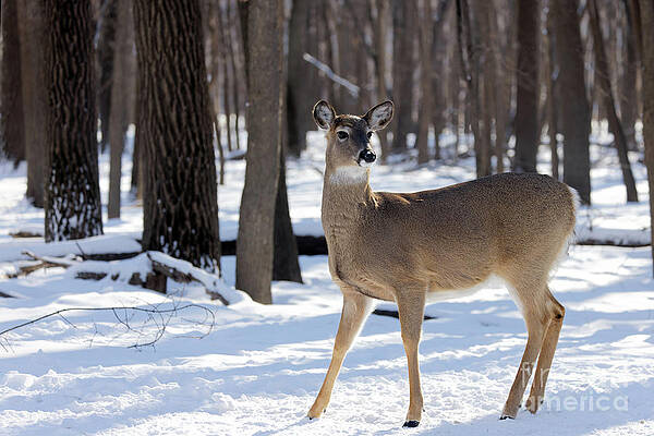 Winter Photograph - Winter Doe In Fort Snelling State Park by Natural Focal Point Photography