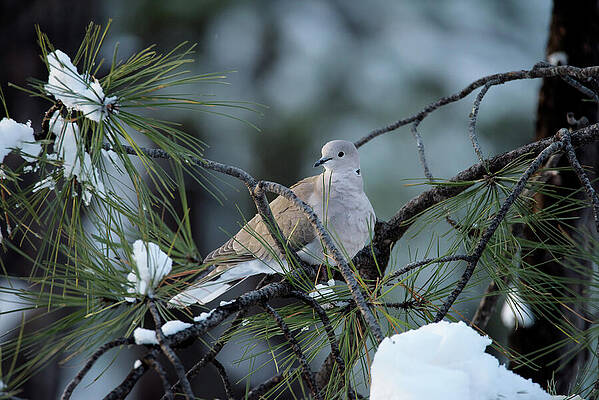 Winter Photograph - Winter Dove by Matt Halvorson
