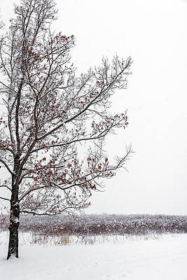 Pennsylvania Wall Art featuring the photograph Winter Elegance by Todd Wilkinson