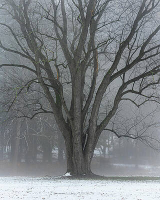 Winter Wall Art featuring the photograph Winter Elm by Dave King