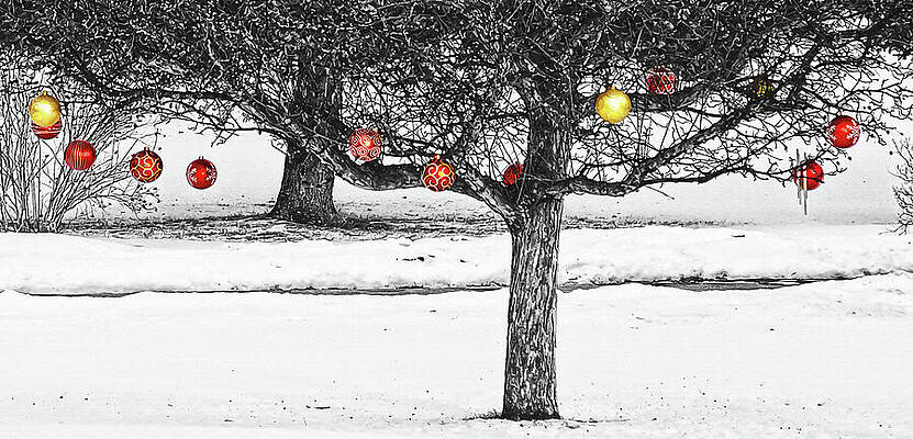 Canada Wall Art featuring the photograph Winter Fruits by Tatiana Travelways