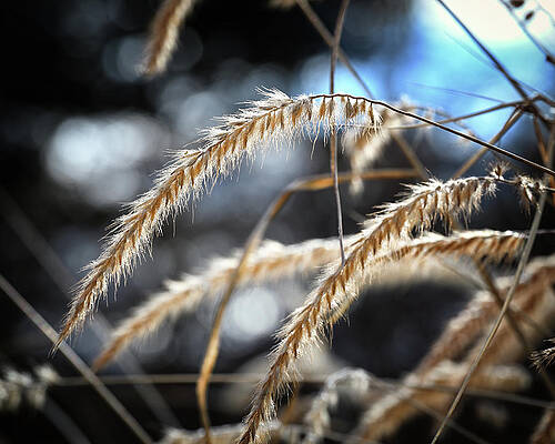 Wall Art featuring the photograph Winter Grain by Steven Nelson