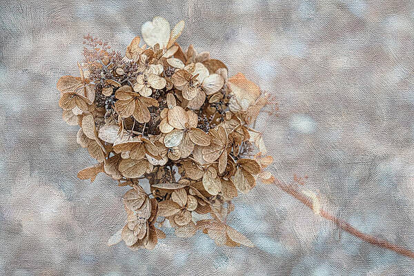 Wall Art featuring the photograph Winter Hydrangea by Penny Polakoff