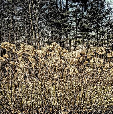 Tree Wall Art featuring the photograph Winter Hydrangeas by Onedayoneimage Photography