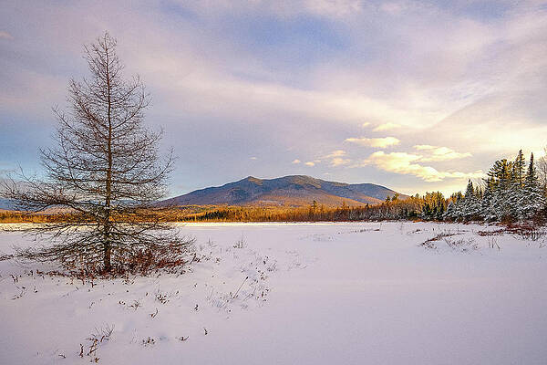 Wall Art featuring the photograph Winter Larch, Cherry Mountain Views by Jeff Sinon