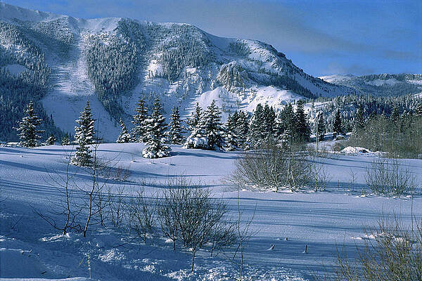 Tree Photograph - A Winter Meadow Morning - Mammoth Rock - Mammoth Lakes by Bonnie Colgan
