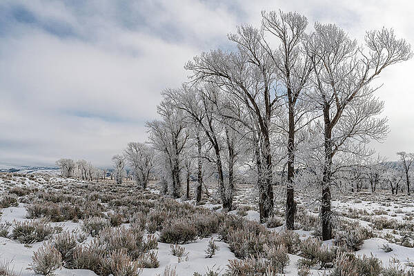 Wyoming Photograph - Winter Morning In Grand Teton National Park III by Douglas Wielfaert
