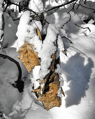 Wall Art featuring the photograph Winter Oak by Steven Nelson