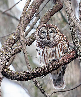 Background Photograph - Winter Perch by Gina Fitzhugh