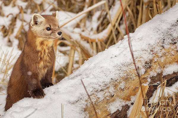 Winter Photograph - Winter Pine Marten In Sax Zim Bog by Natural Focal Point Photography