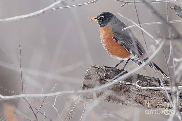 Winter Photograph - Winter Robin by Natural Focal Point Photography