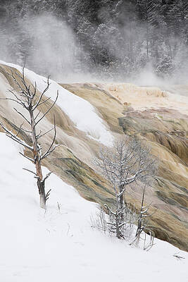 Winter Scene at Mammoth Hot Springs Wall Art