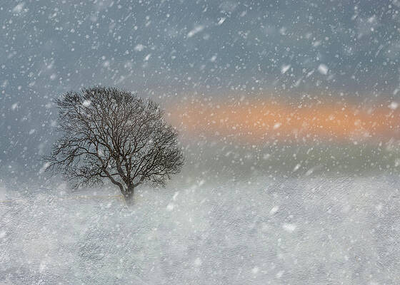 Winter Photograph - Winter Snow Scene by Sue Leonard