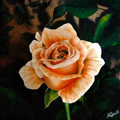 Winter Sunset Rose Bloom by Ashley Koebrick Schmidt