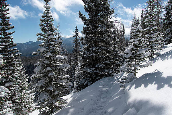 Rocky Mountain National Park Photograph - Winter Trail Through Rocky Mountain National Park by Cascade Colors