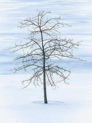Winter Wall Art featuring the photograph Winter Tree On Frozen Lake by Dave King