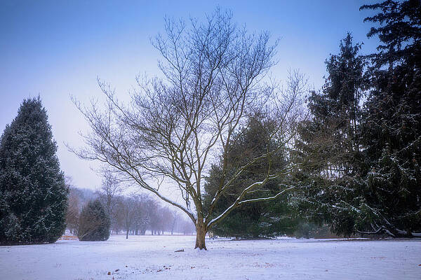 Natural Photograph - Winter Trees In Cedar Creek Park by Jason Fink