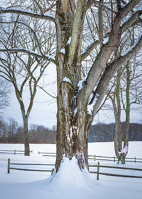 Snow-Covered Winter Tree Wall Art