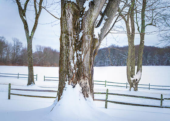Snow-Covered Trees in Winter Landscape Photograph
