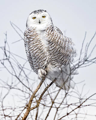 Country Wall Art featuring the photograph Winter Watcher by James Overesch