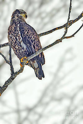 Winter Photograph - Winter Watcher by Natural Focal Point Photography