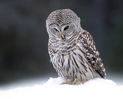 Large Photograph - Winter Whispers by James Overesch