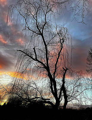 Background Photograph - Winter Willow by Gina Fitzhugh