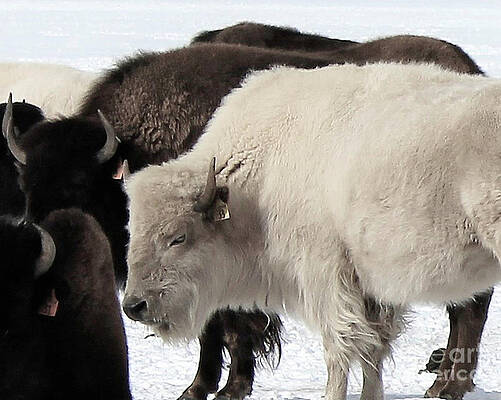 Winter Wall Art featuring the photograph Winter Wonder by Shirley Dutchkowski