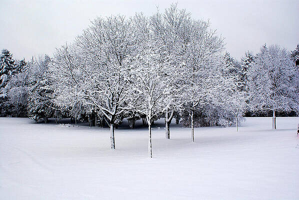 Nature Photograph - Winter Wonderland by Deb Beausoleil