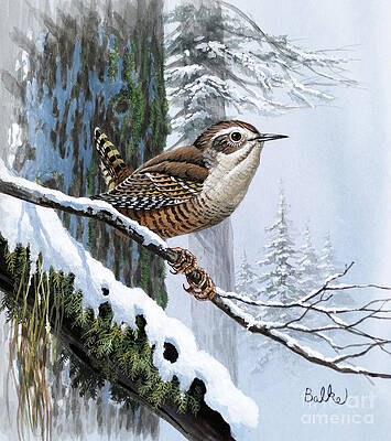 Animal Wall Art featuring the painting Winter Wren by Don Balke